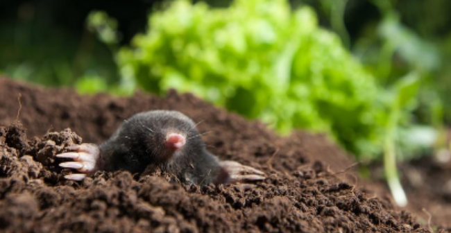 Comment protéger son jardin des taupes ?